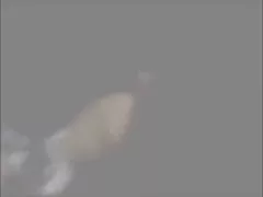 毛深い熟女クソ bvr